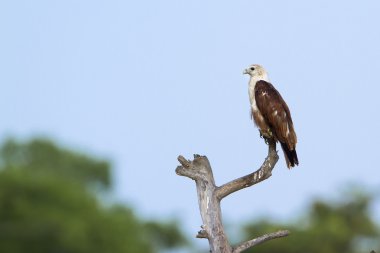 pottuvil, sri lanka brahminy uçurtma