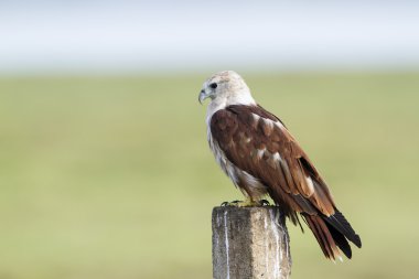 pottuvil, sri lanka brahminy uçurtma