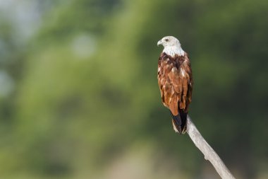 pottuvil, sri lanka brahminy uçurtma