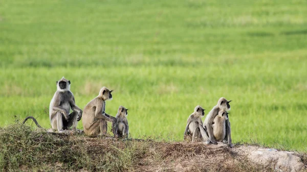 Φουντωτά γκρι langur στον Arugam κόλπο, Σρι Λάνκα — Φωτογραφία Αρχείου