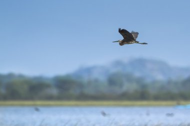 Gri balıkçıl Pottuvil, Sri Lanka