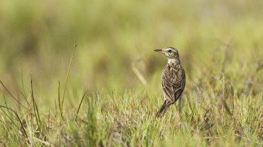 Doğu incir kuşu Pottuvil, Sri Lanka
