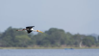 Arugam Körfezi 'nde boyalı leylek, Sri Lanka