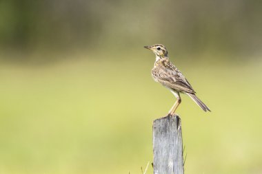 Richard'ın incir kuşu Pottuvil, Sri Lanka