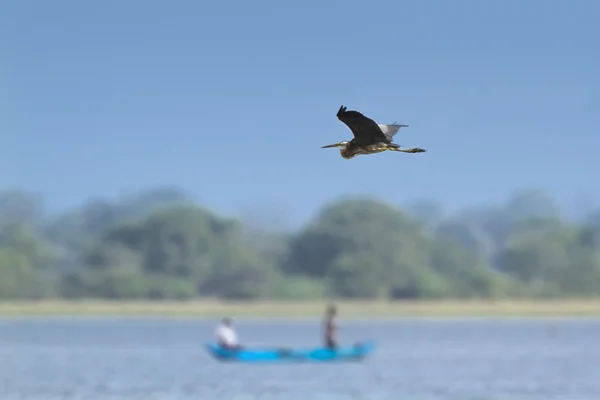 Reiger in Pottuvil, Sri Lanka — Stockfoto