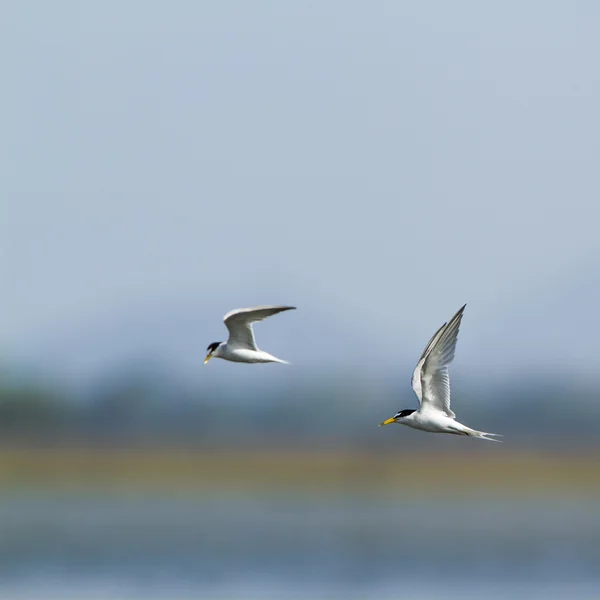 Little tern in Arugam bay lagoon, Sri Lanka — Stock Photo, Image