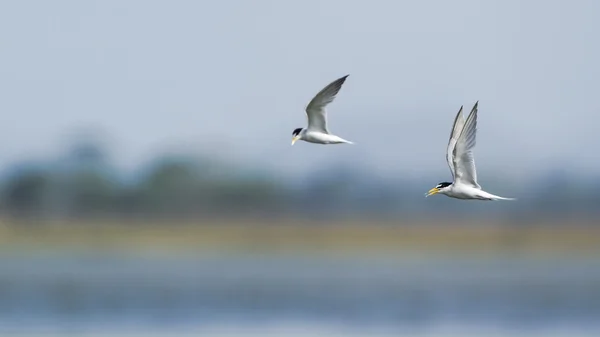 Pequeno tern na lagoa da baía de Arugam, Sri Lanka — Fotografia de Stock