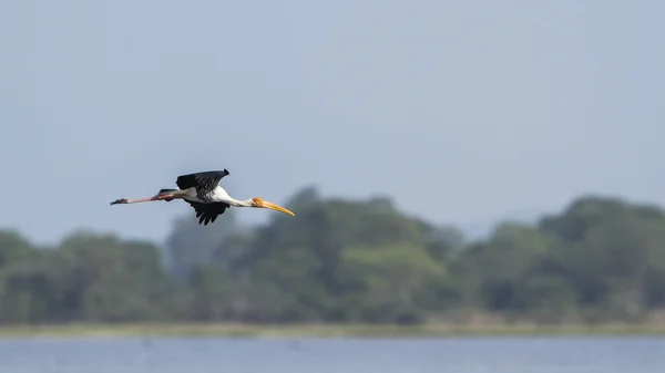 Cigüeña pintada en laguna de la bahía de Arugam, Sri Lanka — Foto de Stock