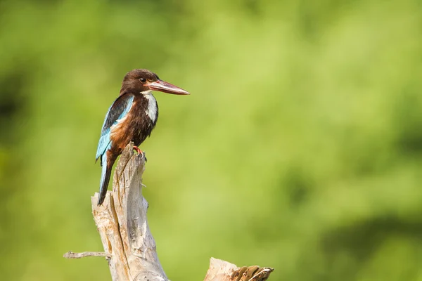 Beyaz boğazlı kingfisher içinde Arugam defne lagün, Sri Lanka — Stok fotoğraf