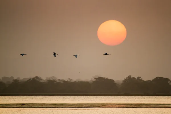 Schwarzkopf-Ibisse fliegen im Sonnenaufgang, sri lanka — Stockfoto