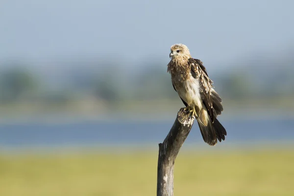 Brahminy drachen unreif in arrugam bay, sri lanka — Stockfoto