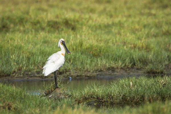 Eurasian spoonbill in Arugam bay lagoon, Sri Lanka — Stock Photo, Image