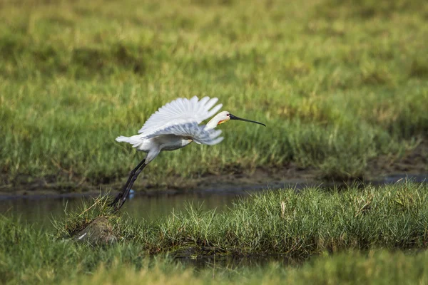 Eurasian spoonbill in Arugam bay lagoon, Sri Lanka — Stock Photo, Image