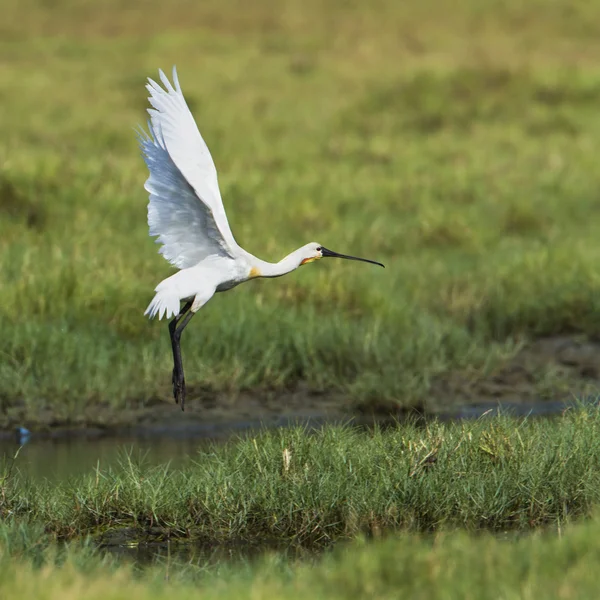 Cucchiaio eurasiatico nella laguna di Arugam Bay, Sri Lanka — Foto Stock