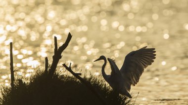 Büyük ak balıkçıl arkadan aydınlatmalı Sunrise, Sri Lanka