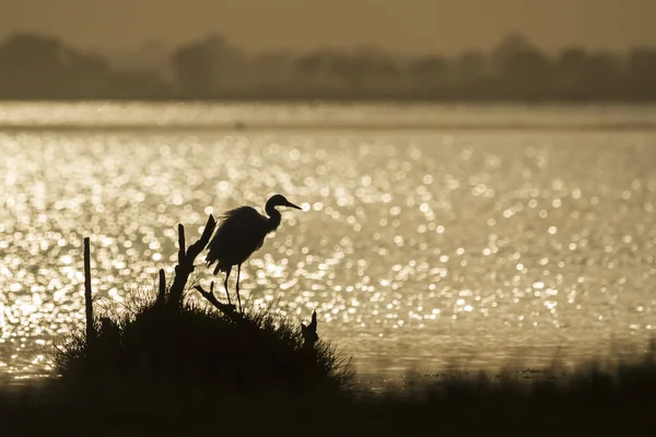 很棒的白鹭背光在日出，斯里兰卡 — 图库照片