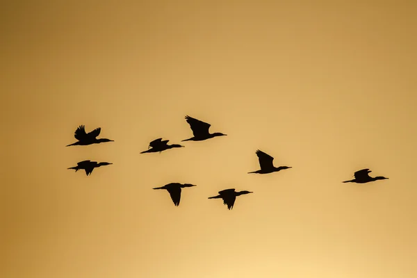 Indian cormorant flyiing in sunrise, Sri Lanka — Stock Photo, Image
