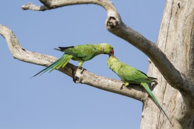 Rose halkalı muhabbet Arugam defne lagün, Sri Lanka