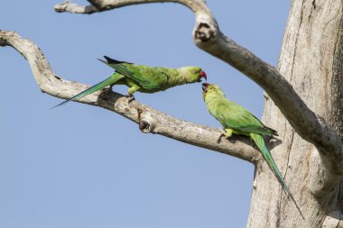 Rose halkalı muhabbet Arugam defne lagün, Sri Lanka
