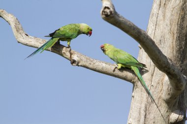 Rose halkalı muhabbet Arugam defne lagün, Sri Lanka