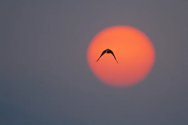 House crow flying in sunrise, Sri Lanka — Stock Photo, Image