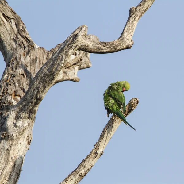 Rose-ringed parakeet in Arugam bay lagoon, Sri Lanka — Stock Photo, Image