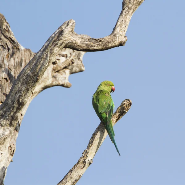 Rose-ringed parakeet in Arugam bay lagoon, Sri Lanka — Stock Photo, Image