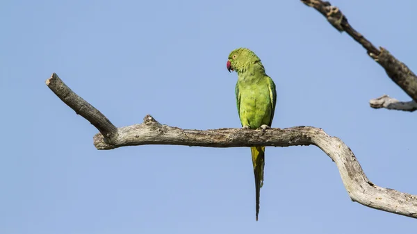 Rose-ringed parakeet in Arugam bay lagoon, Sri Lanka — Stock Photo, Image