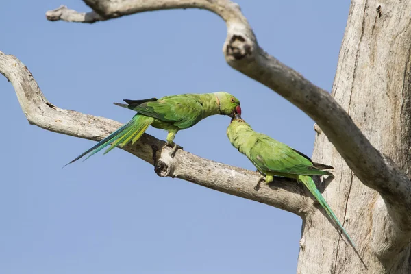 Rose-geringd parkiet in de lagune van Arugam bay, Sri Lanka — Stockfoto