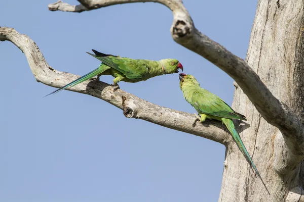 Rose-geringd parkiet in de lagune van Arugam bay, Sri Lanka — Stockfoto