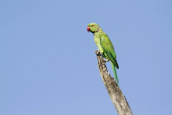 Periquito anillado en la laguna de la bahía de Arugam, Sri Lanka — Foto de Stock