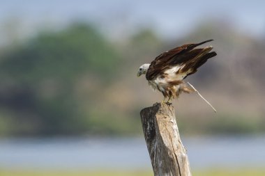 Arugam defne lagün, Sri Lanka brahminy uçurtma