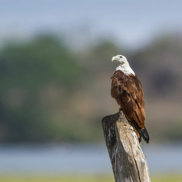 Brahminy Kite in der Bucht von Rugam Lagune, Sri Lanka — Stockfoto