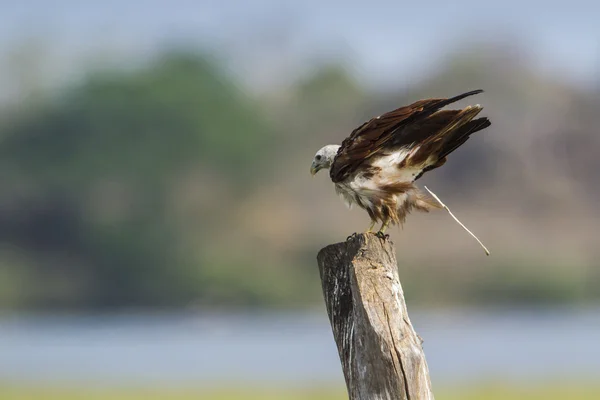 Cerf-volant Brahminy dans la lagune de la baie d'Arugam, Sri Lanka — Photo