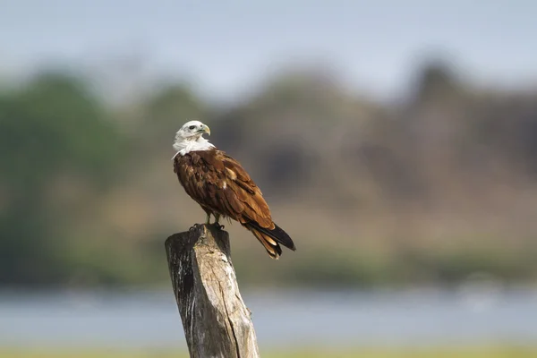 Arugam defne lagün, Sri Lanka brahminy uçurtma — Stok fotoğraf