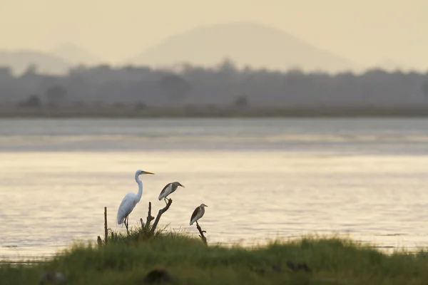 Ägretthäger och indiska pond Häger i Arugam bay lagoon, Sri Lank — Stockfoto