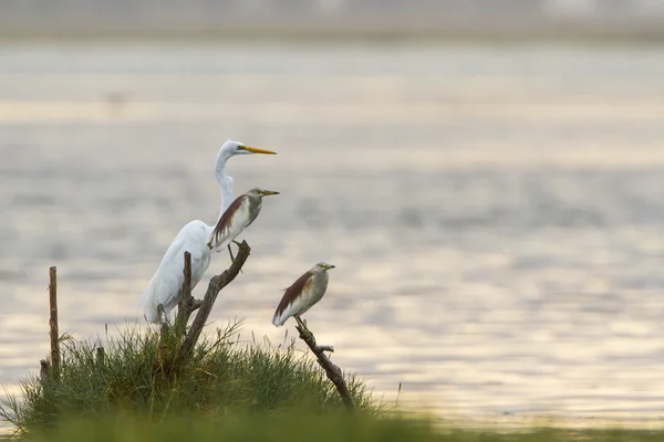 Czapla biała i Czapla siodłata w mieście Arugam bay lagoon, Sri Lank — Zdjęcie stockowe