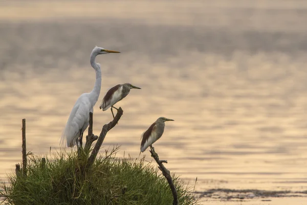 Great egret and Indian pond heron in Arugam bay lagoon, Sri Lank — Stock Photo, Image