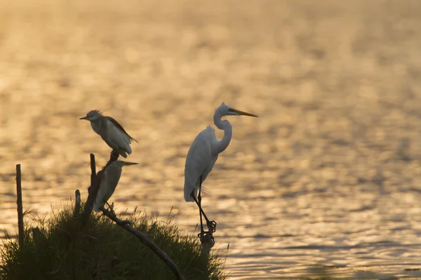 Great egret and Indian pond heron in Arugam bay lagoon, Sri Lank — Stock Photo, Image