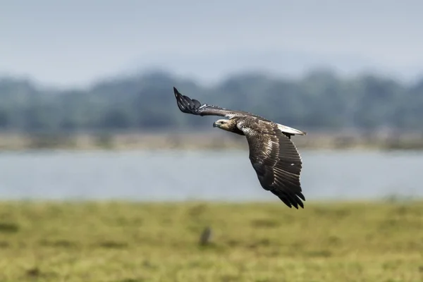 Aigle de mer à ventre blanc dans la lagune de la baie d'Arugam, Sri Lanka — Photo