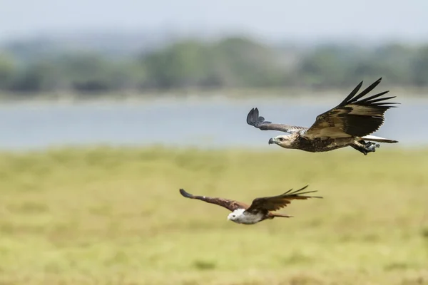 Águila marina de vientre blanco en la laguna de la bahía de Arugam, Sri Lanka —  Fotos de Stock