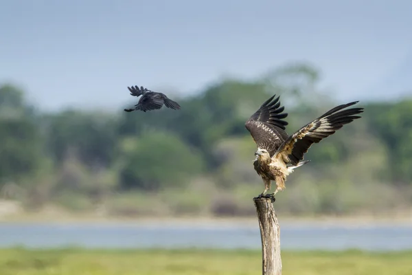 Aigle de mer à ventre blanc dans la lagune de la baie d'Arugam, Sri Lanka — Photo