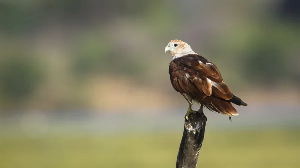 Cerf-volant Brahminy dans la lagune de la baie d'Arugam, Sri Lanka — Photo