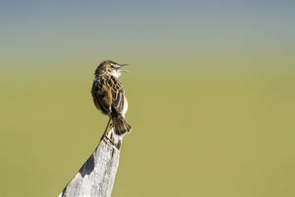 Grässångaren Cisticola i Arugam bay lagoon, Sri Lanka — Stockfoto