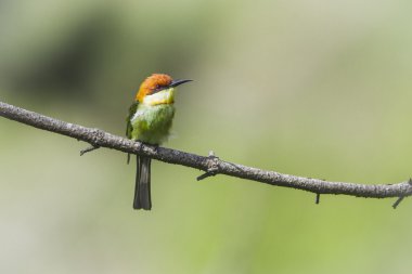 Kestane başlı arı kuşugiller Ella, Sri Lanka