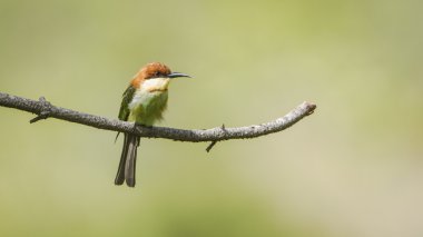 Kestane başlı arı kuşugiller Ella, Sri Lanka