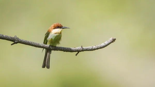 Kastanienkopf-Bienenfresser in ella, sri lanka — Stockfoto