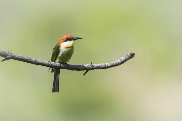 Kestane başlı arı kuşugiller Ella, Sri Lanka — Stok fotoğraf