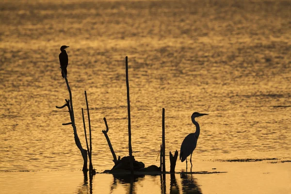 Grey heron and Little cormorant in Arugam bay lagoon, Sri Lanka — Stock Photo, Image