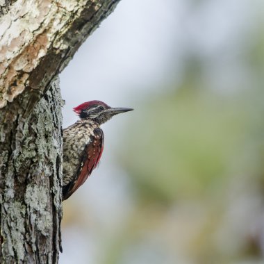 Kara sırtlı Dinopium Ella, Sri Lanka